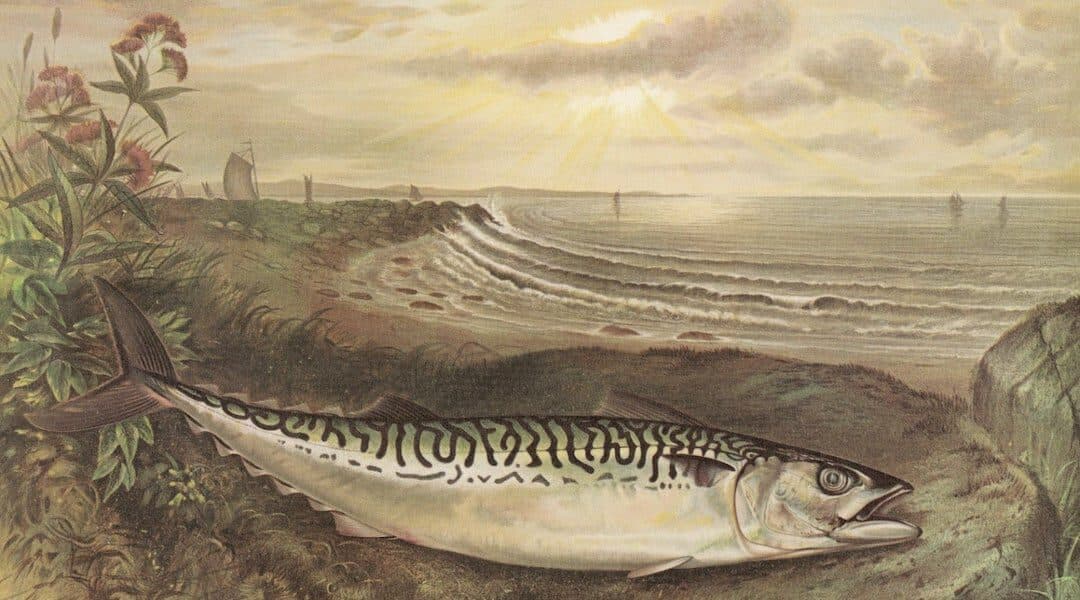 Provincetown History Mackerel